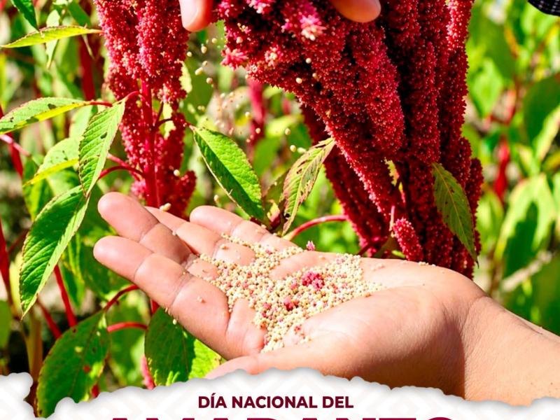 Amaranto el alimento ancestral que aporta nutrientes y fortalece la riqueza agrícola