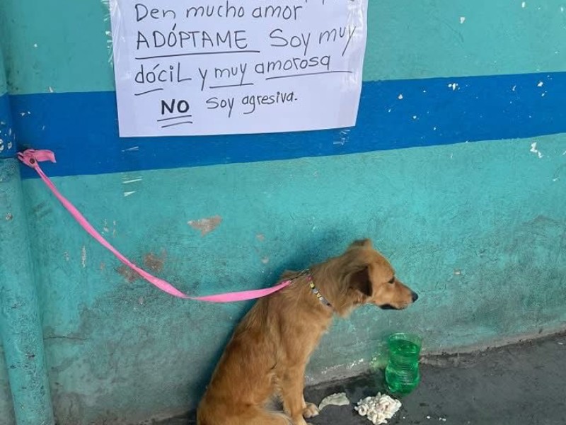 Amarrada y con mensaje, indigna en redes abandono de cachorra