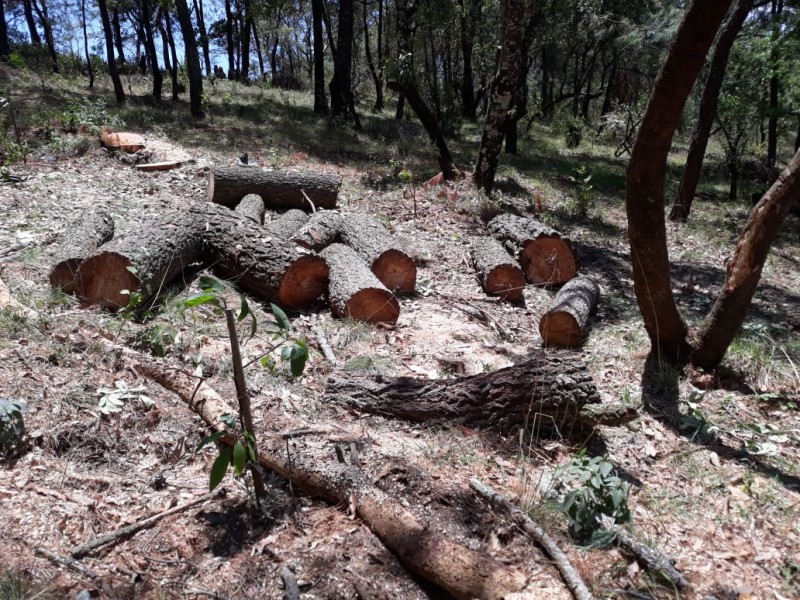 Ambición y tala han provocado daños a cerro michoacano