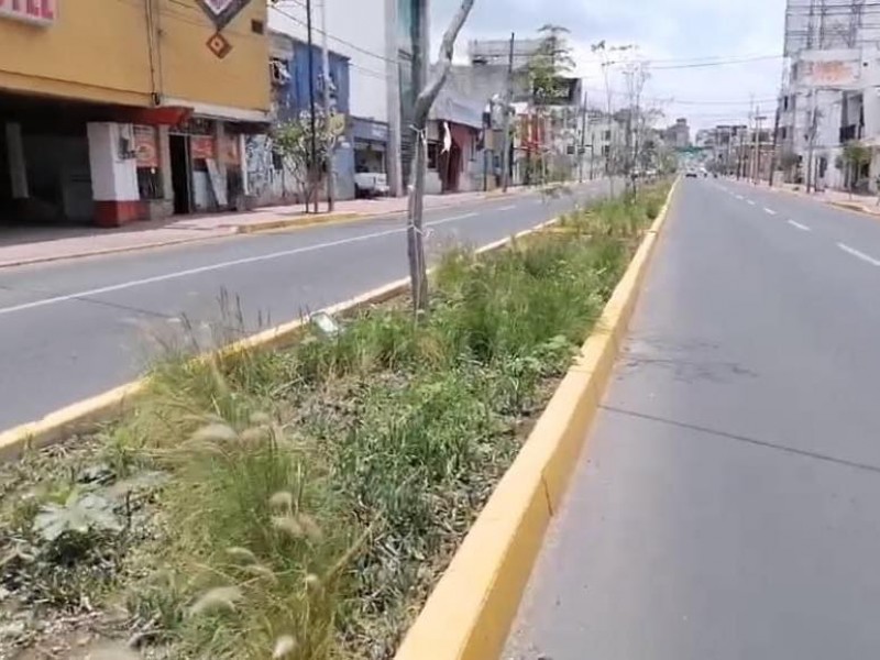 Ambientalistas en pro del camellón de la Insurgentes