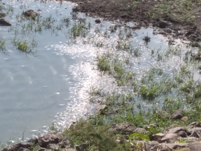 Ambientalistas exigen que se investigue causa de muerte en peces