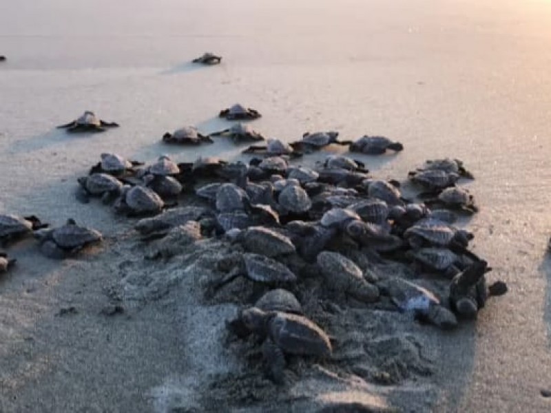 Ambientalistas piden a población involucrarse en cuidado de tortugas marinas