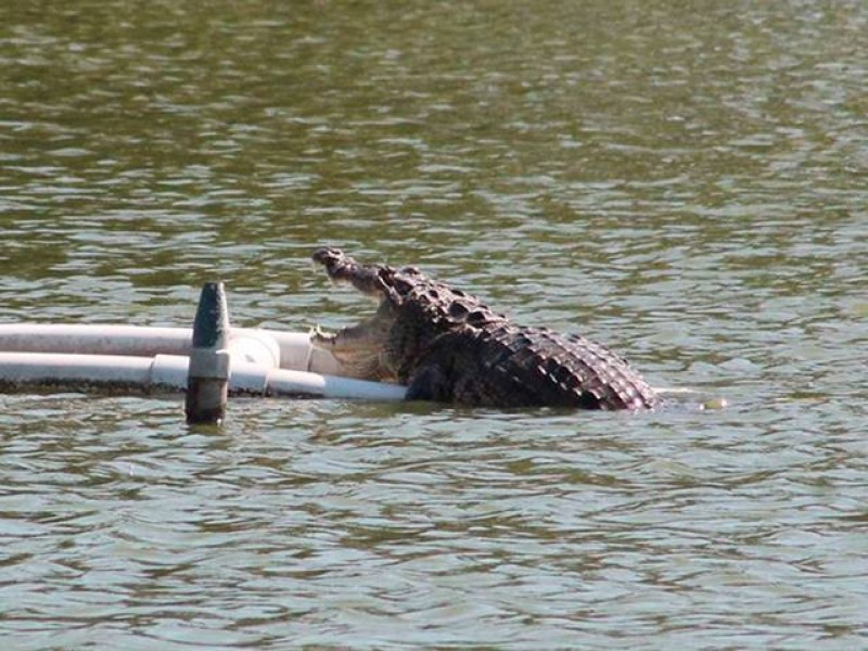 Ambientalistas piden descartar cautiverio para el cocodrilo del Malibrán