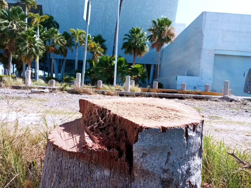Ambientalistas piden parar tala de árboles y palmeras en LM