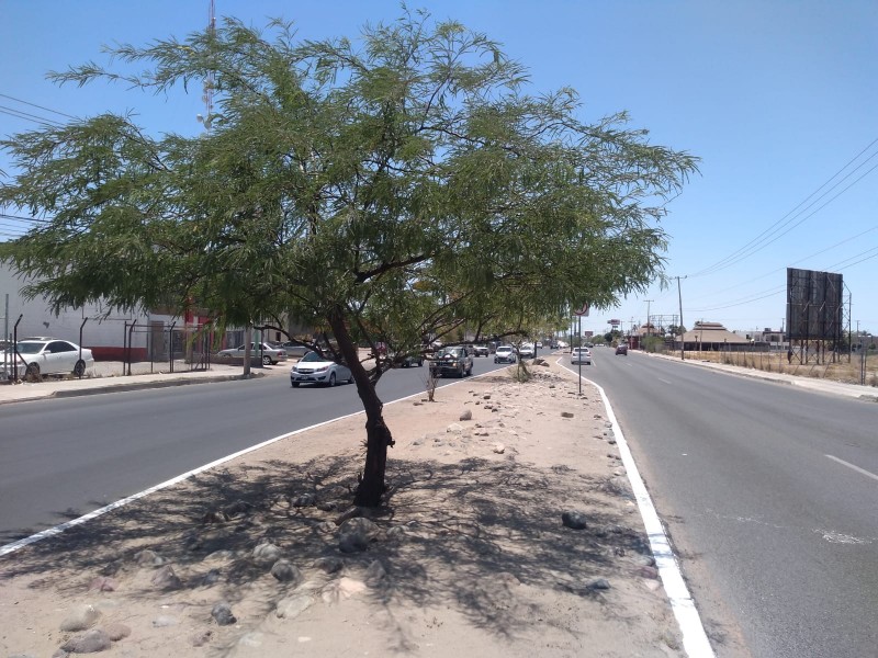 Ambientalistas reforestarán los bulevares Quiroga y Progreso