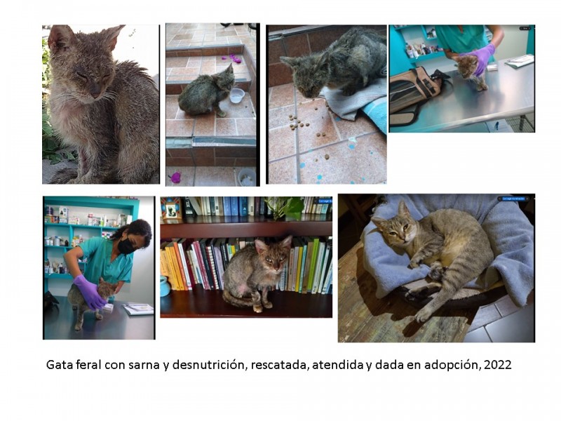 Amenaza juzgados cívicos a rescatista de gatos