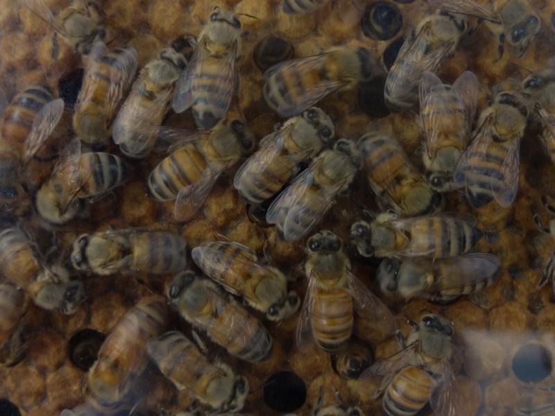 Amenazada producción de apicultores