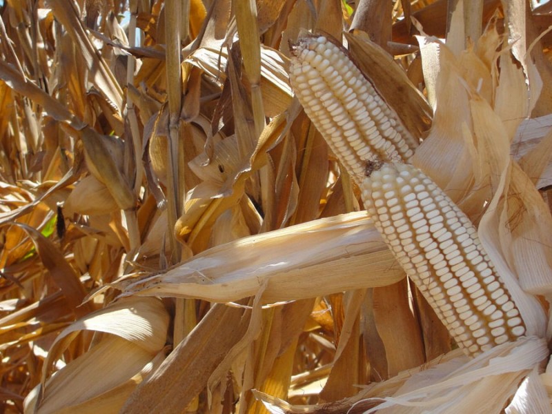 AMLO debe dar certidumbre a productores de maíz