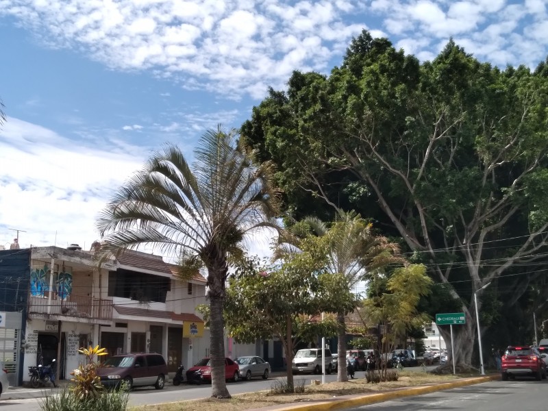Analiza Ayuntamiento de Tepic retirar palmeras de camellones