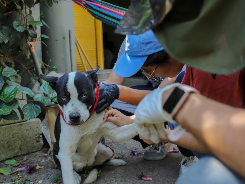 Analiza UAQ alimentación de animales con enfermedades renales y urinarias