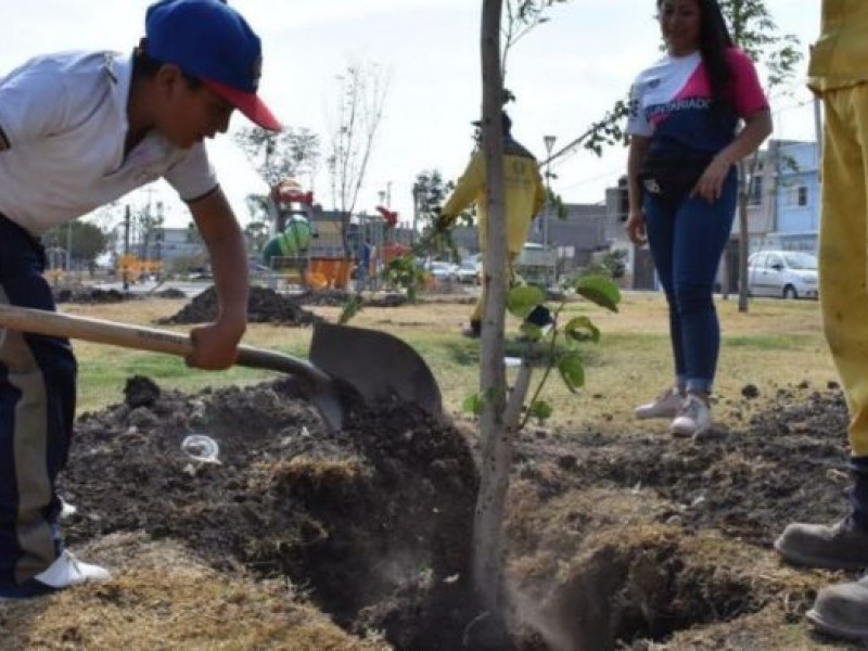 Analizan áreas en la capital para sembrar más árboles