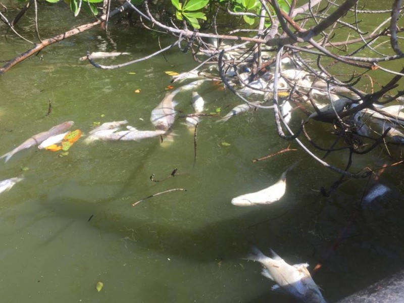 Analizan autoridades muerte repentina de peces en Nayarit