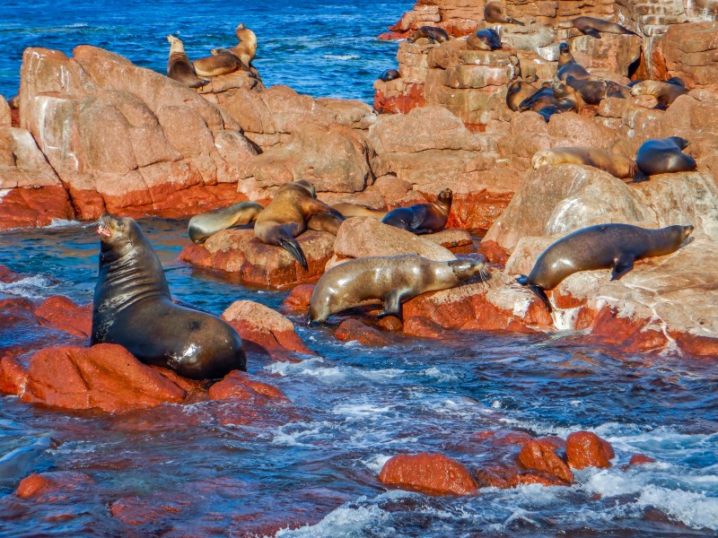 Analizan mortandad de lobos marinos por cambio climático