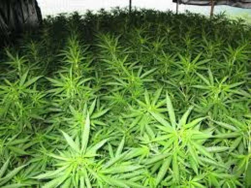 Analizarán legalización de  la marihuana