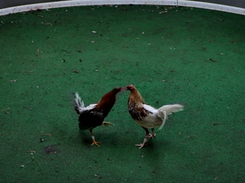 Analizarán permitir peleas de gallos sin navajas en Coahuila