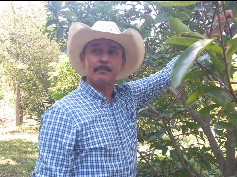 Andrés describe como noble cultivo de guanábana