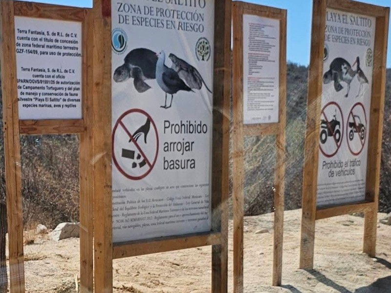 Anidación de tortugas en BCS  continúa en riesgo por descuido humano