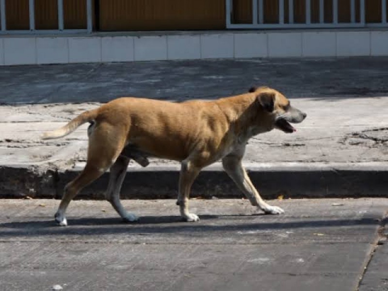 Animales atropellados, víctimas invisibles de la velocidad