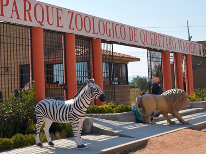 Animales decomisados ahora viven en Zoológico de Querétaro