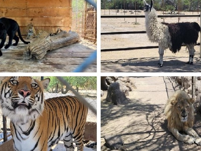Animales exóticos fueron asegurados en la Barca, Jalisco
