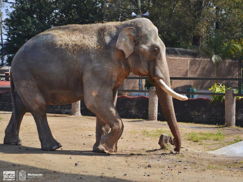 Animales gerontes gozan de excelente salud, afirma Zoológico de Morelia