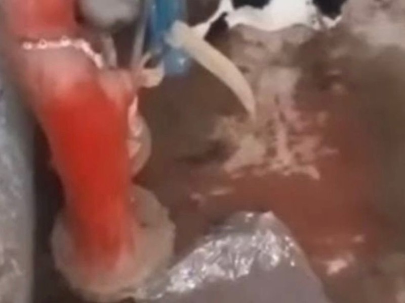 Animales usados para rituales en Huehuetoca
