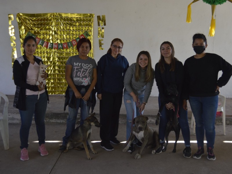 Animalistas activan jornada de esterilización en Navojoa