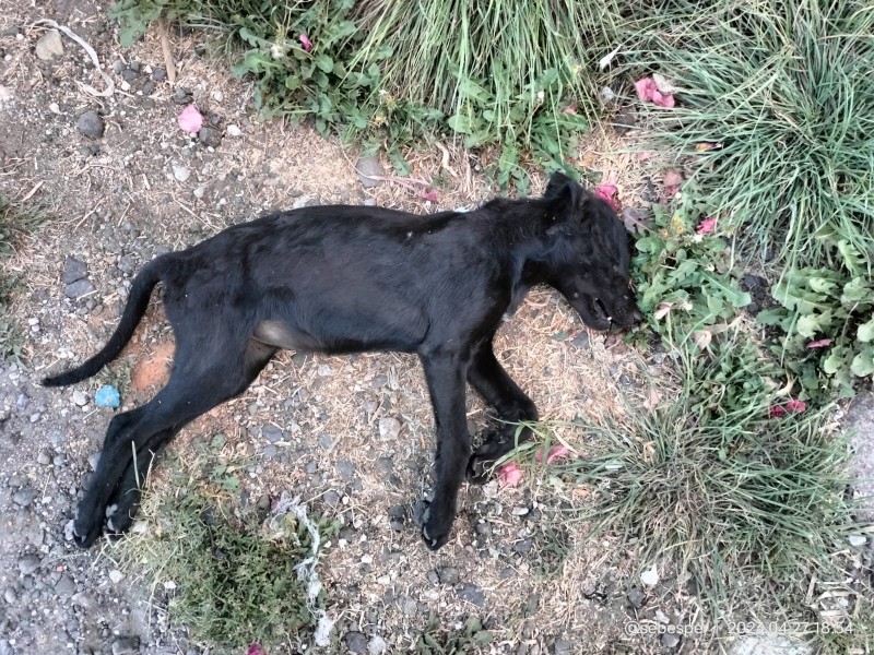 Animalistas denuncian envenenamiento de perros en Paracho
