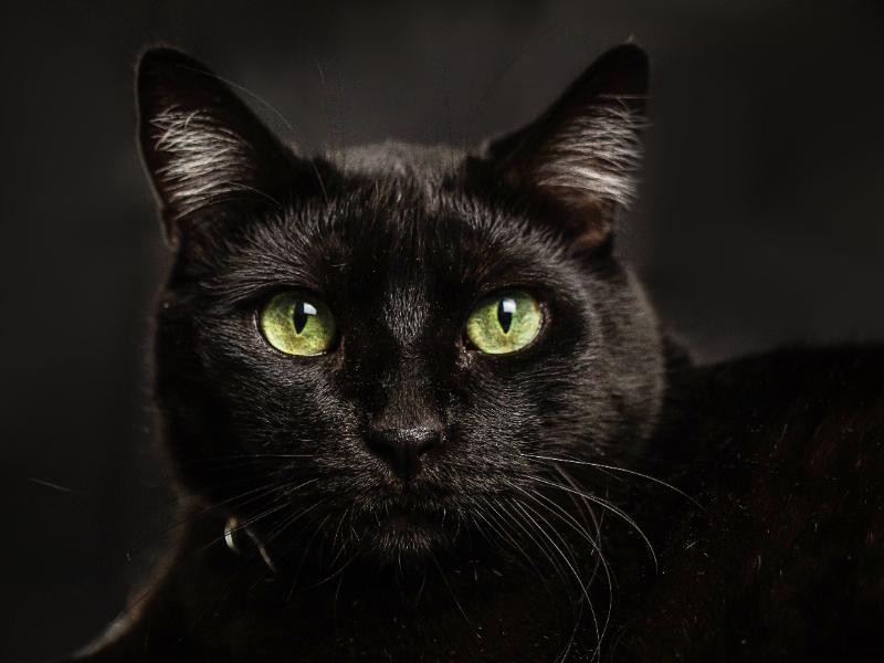 Animalistas llaman a reforzar el cuidado de los gatos negros durante octubre