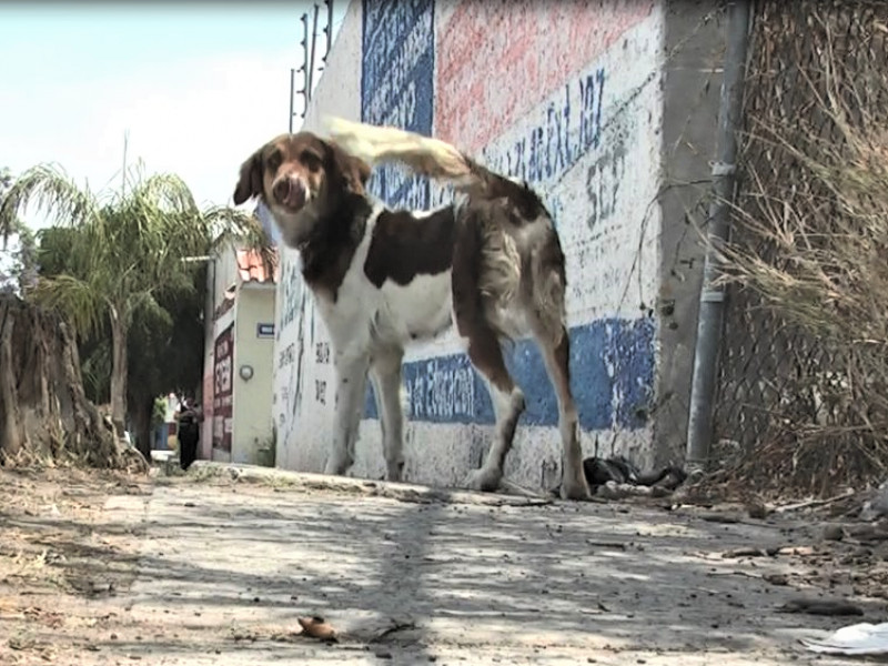 Animalistas piden centro de rehabilitación y adopción