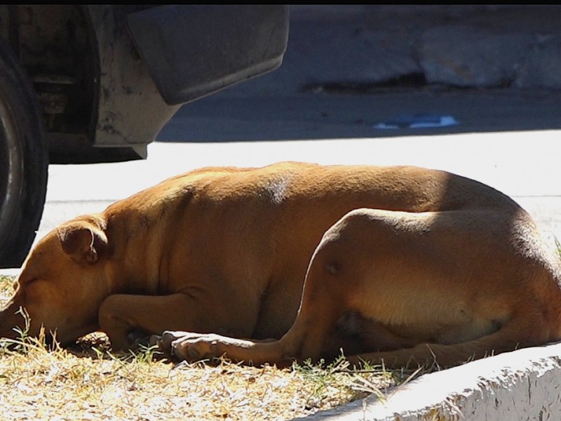 Animalistas presentaron proyectos al Gobierno Municipal