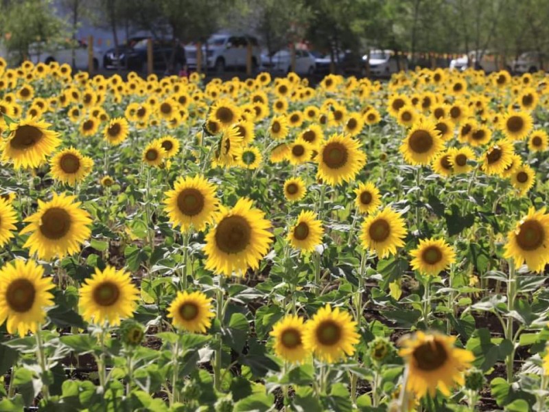 Alistan campo de girasoles en Mocorito