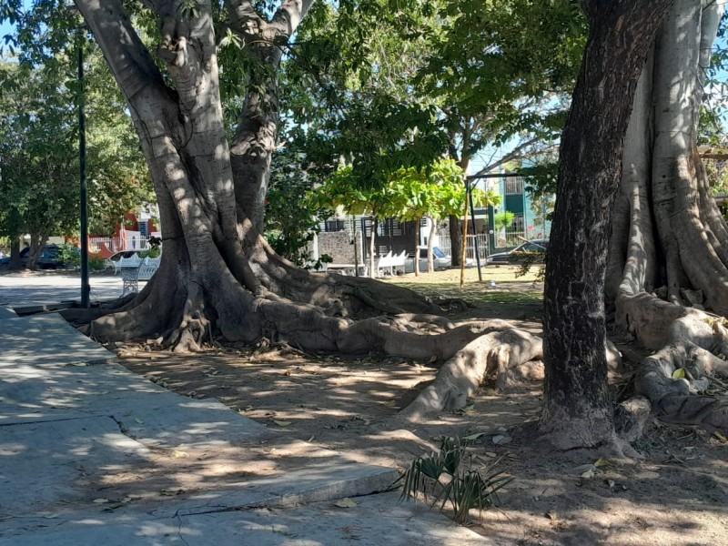 Ante accidentes, vecinos de colonia Fovissste demandan retirar árbol