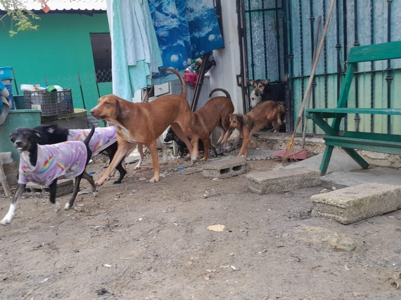 Ante aumento de animales en situación de calle promueven adopciones