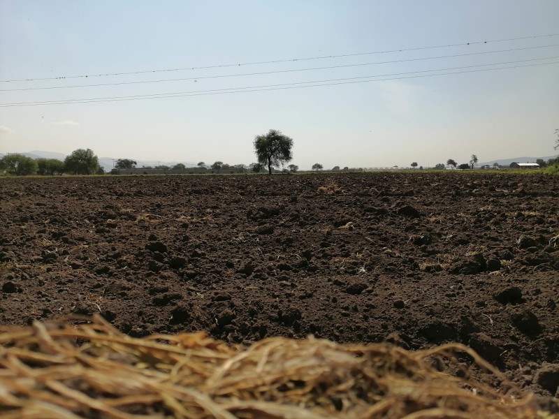 Ante cambio climático, 50 productores locales iniciarán reconvención agroforestal.