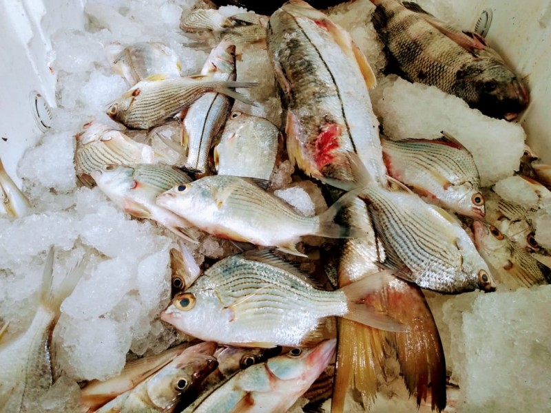 Ante crisis económica, cooperativa pesqueras de Tuxpan bajan precios
