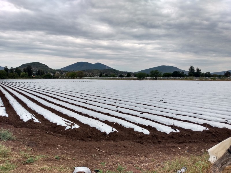 Ante crisis económica, pequeños productores buscan financiamientos gubernamentales