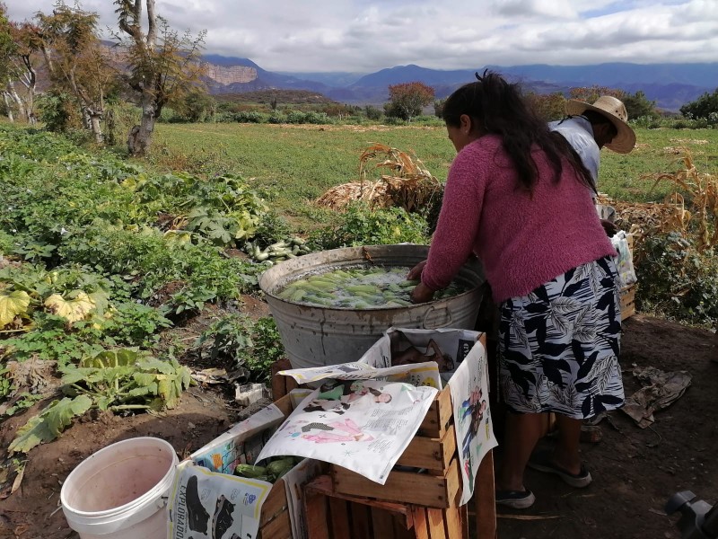 Ante crisis, productores de la región recortan plantilla de jornaleros