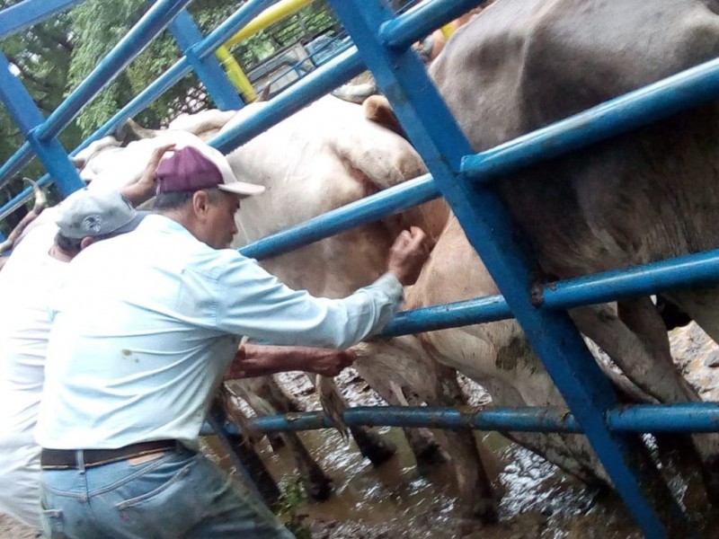 Ante Derriengue, vaqueros deben ser precavidos