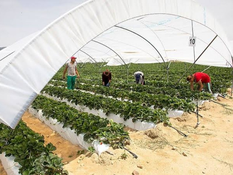 Ante disminución de superficie de fresa, productores cambian de cultivos