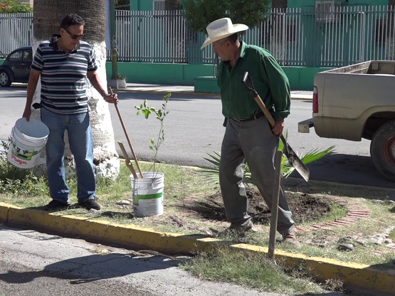 Ante el abandono del Parque Morelos visitantes plantan árboles
