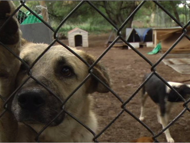 Ante falta de espacio cerrarán albergue para perros