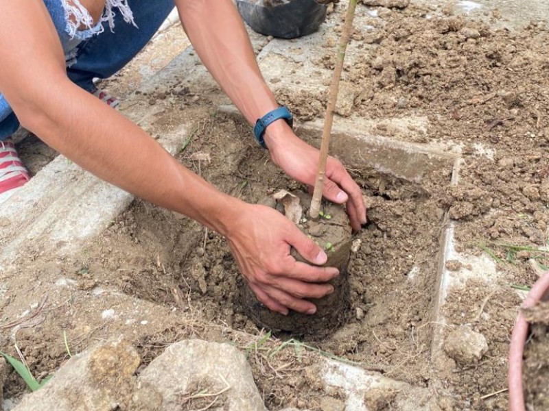 Ante inicio de lluvias, reforestar es la mejor opción