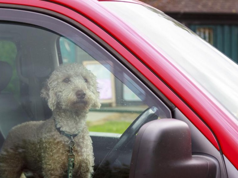 Ante intenso calor, recomiendan no dejar mascotas dentro de vehículos