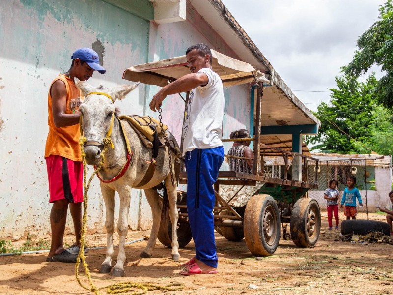 Ante la crisis, regresan los burros a Venezuela como transporte