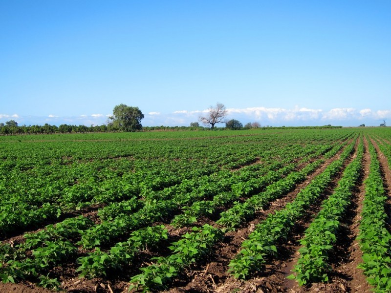 Ante la sequía solo cultivos de baja demanda de agua