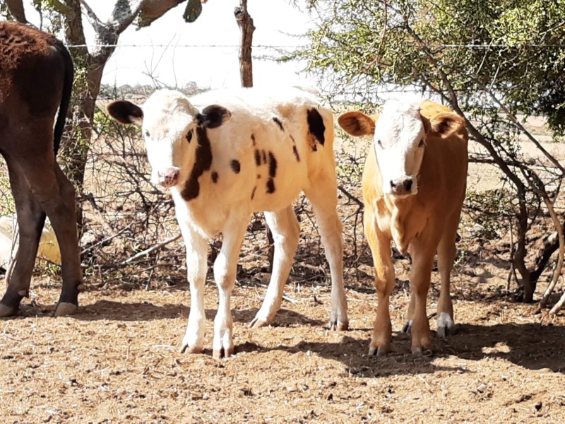 Ante ola de calor, llaman a proteger a animales