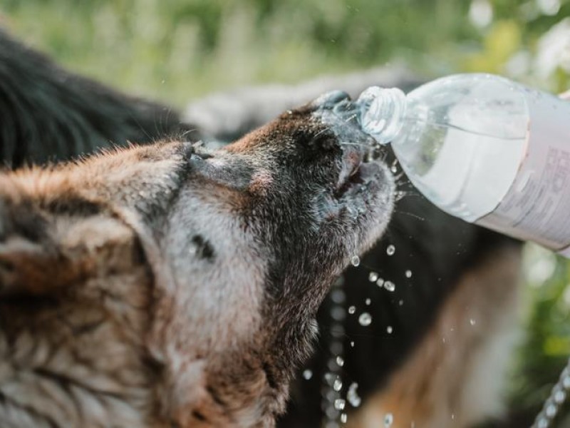 Ante ola de calor necesario tomar precauciones con mascotas