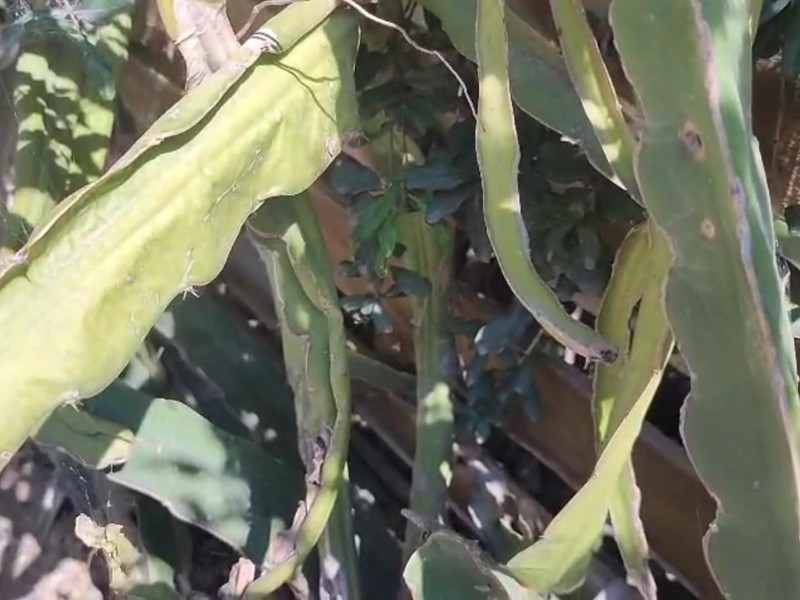 Ante pérdida de producción agrícola tradicional, Zinacatepec opta por pitahayas