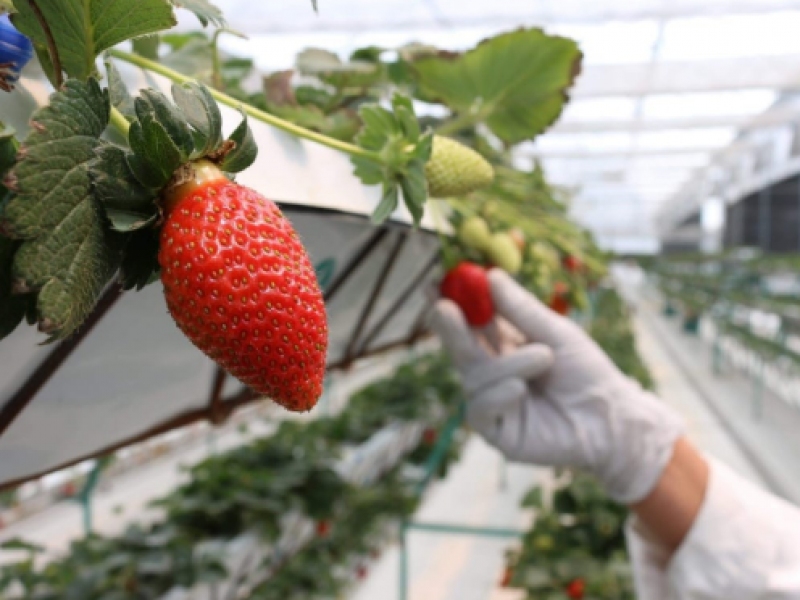 Ante reducción de superficie, productores agrícolas apuestan por nuevas biotecnologías